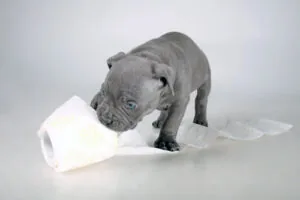 gray American bully breed puppy playing with a roll of toilet paper against a gray background