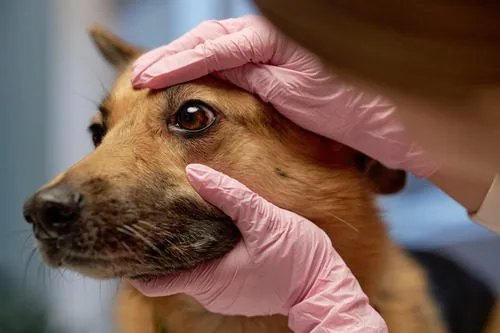 vet examining dog's eye at the clinic