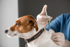 vet administering vaccine to jack russell terrier dog