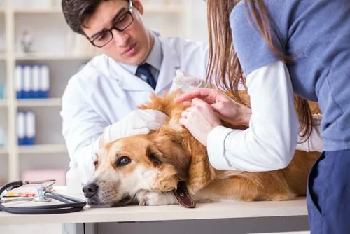 male vet and female assistant checking dog for ticks at clinic