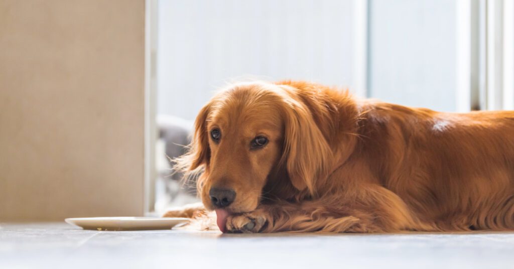golden retriever laying on the floor at home licking his paws