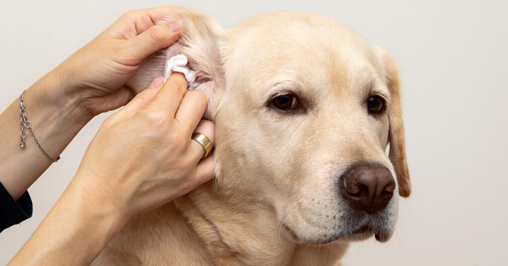 cleaning a dog's ear