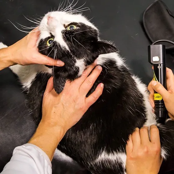 Bw Cat Laser Therapy