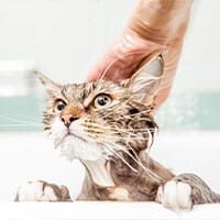 Pet Boarding For Dogs, Cats & Exotics in Schertz: Cat Getting Bath