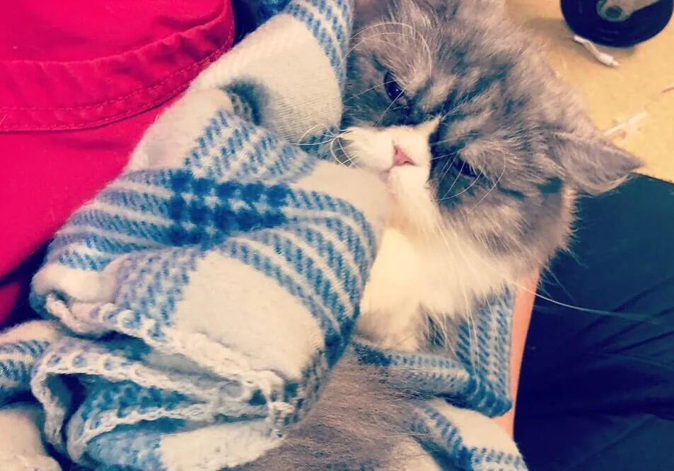 Cat In Blanket