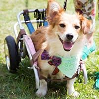 Pet Boarding For Dogs, Cats & Exotics in Schertz: Dog in Wheelchair