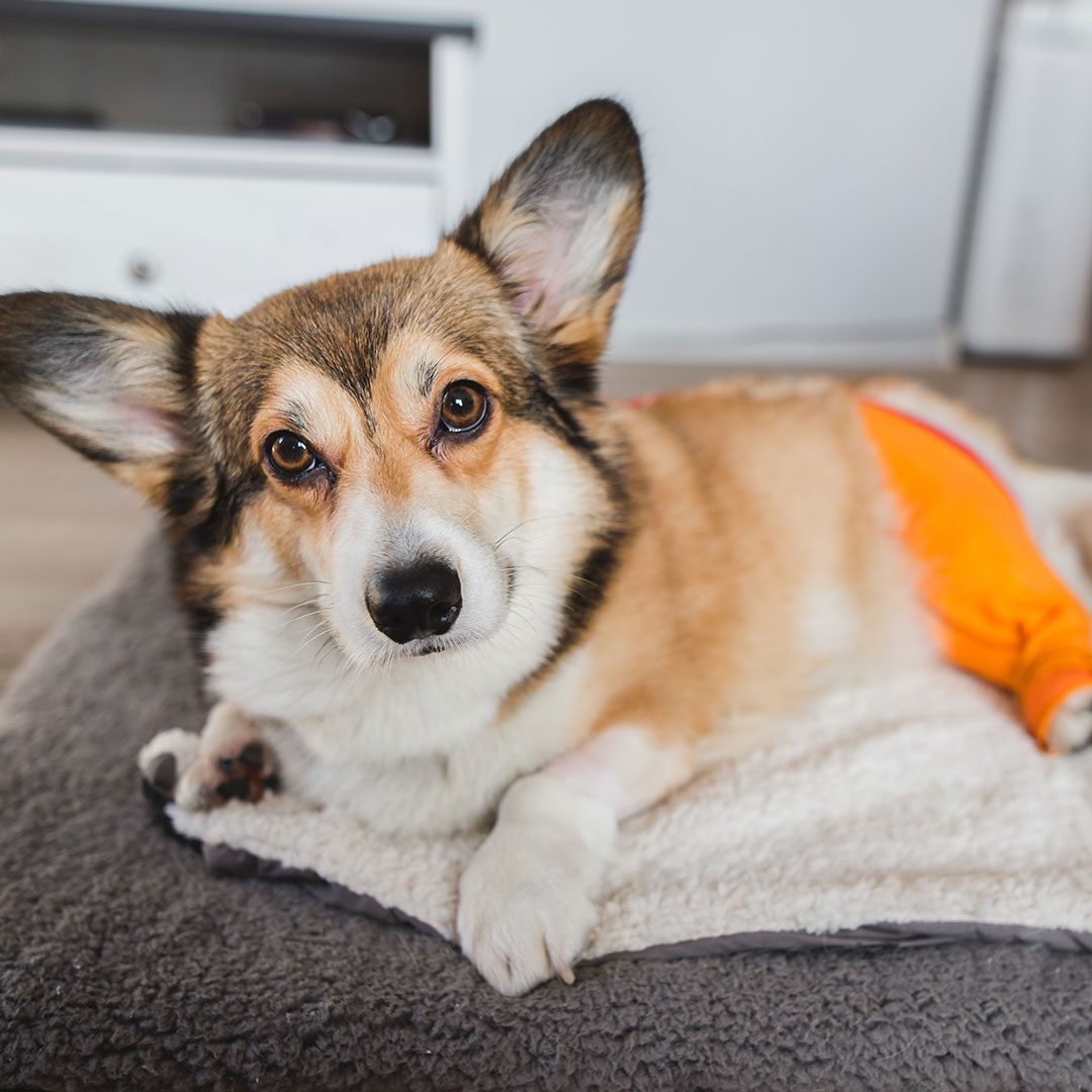 welsh pembroke corgi recovering from TPLO surgery at home with bright orange lick sleeve