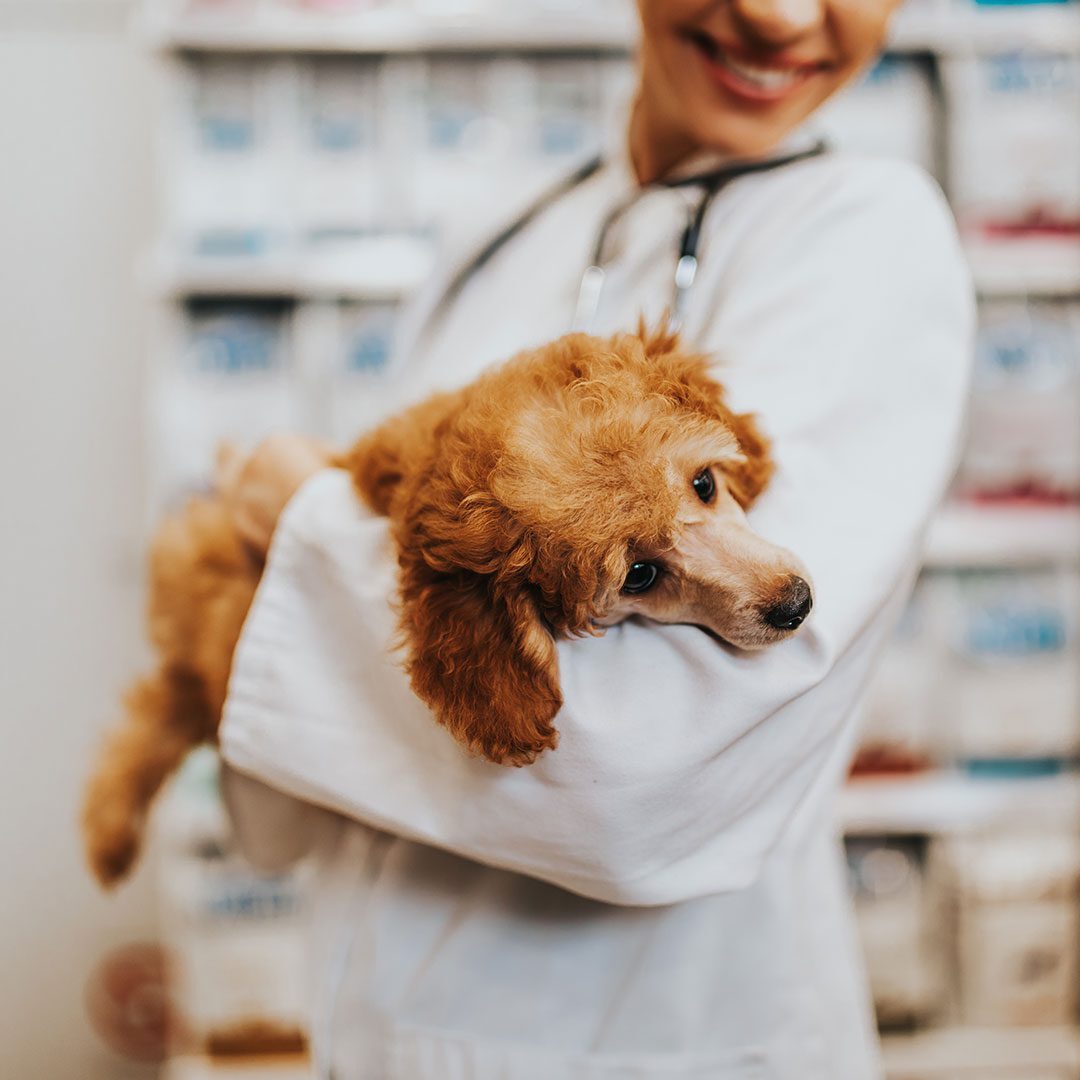 female veterinarian smiling while holding small fluffy dog in arms