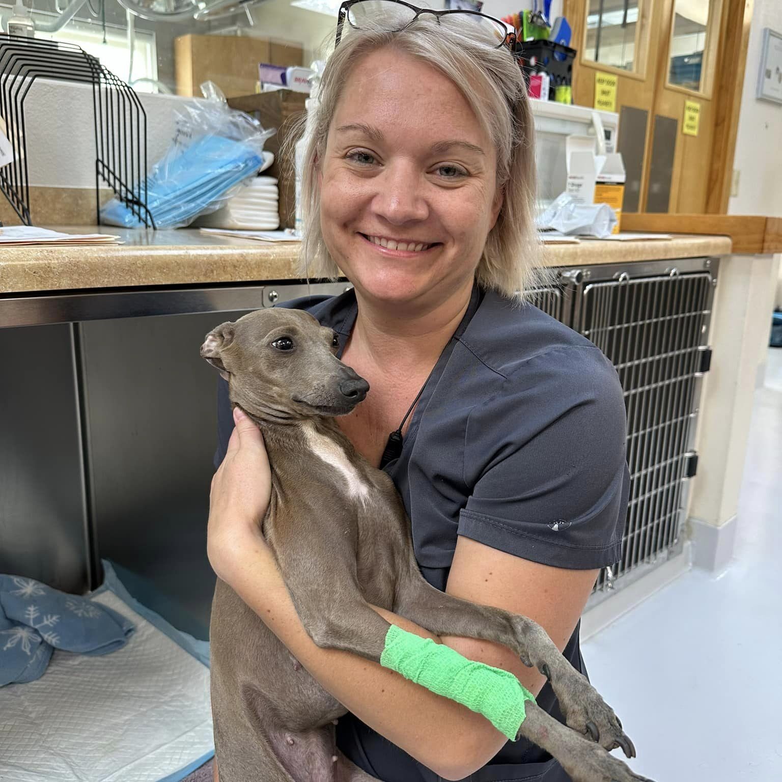 Female Vet Staff With Mini Greyhound