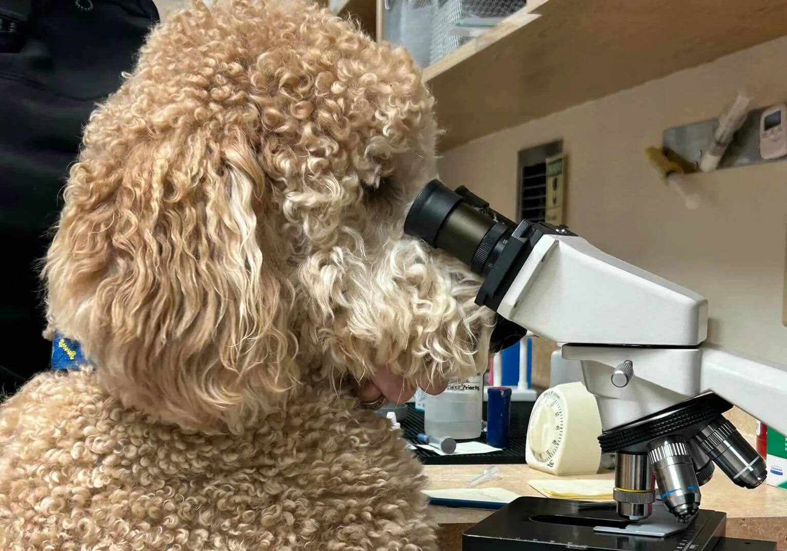 Fluffy Dog Looking In Microscope