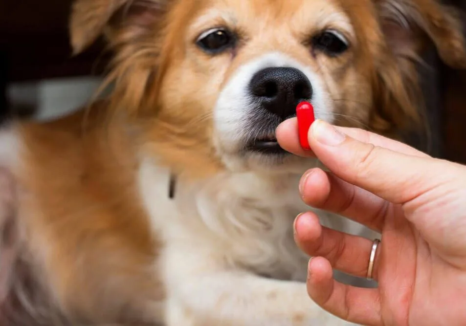 Giving Meds To Dog