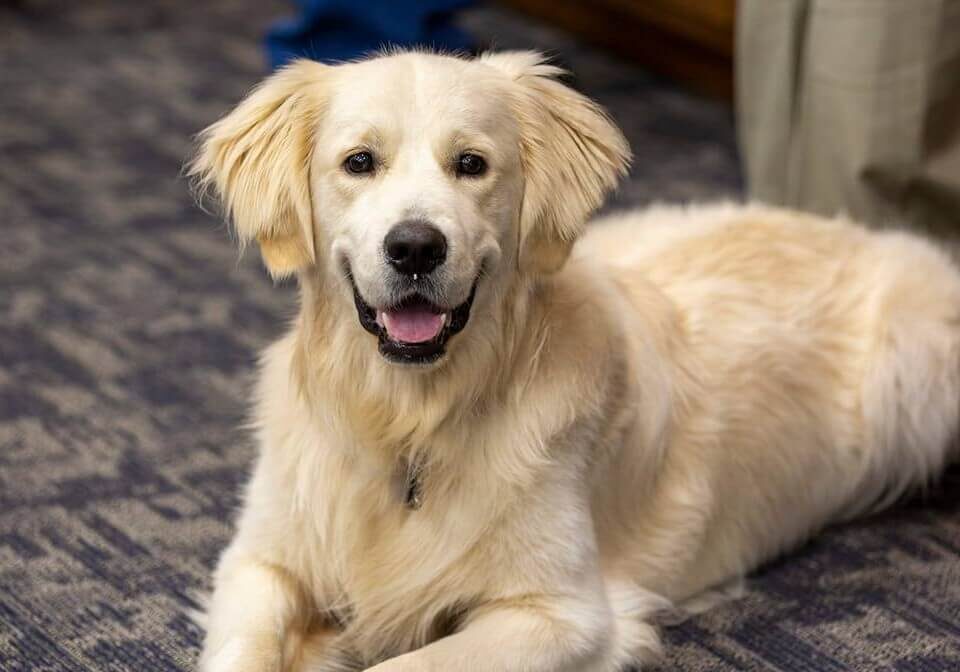 Happy Golden Retriever Sitting