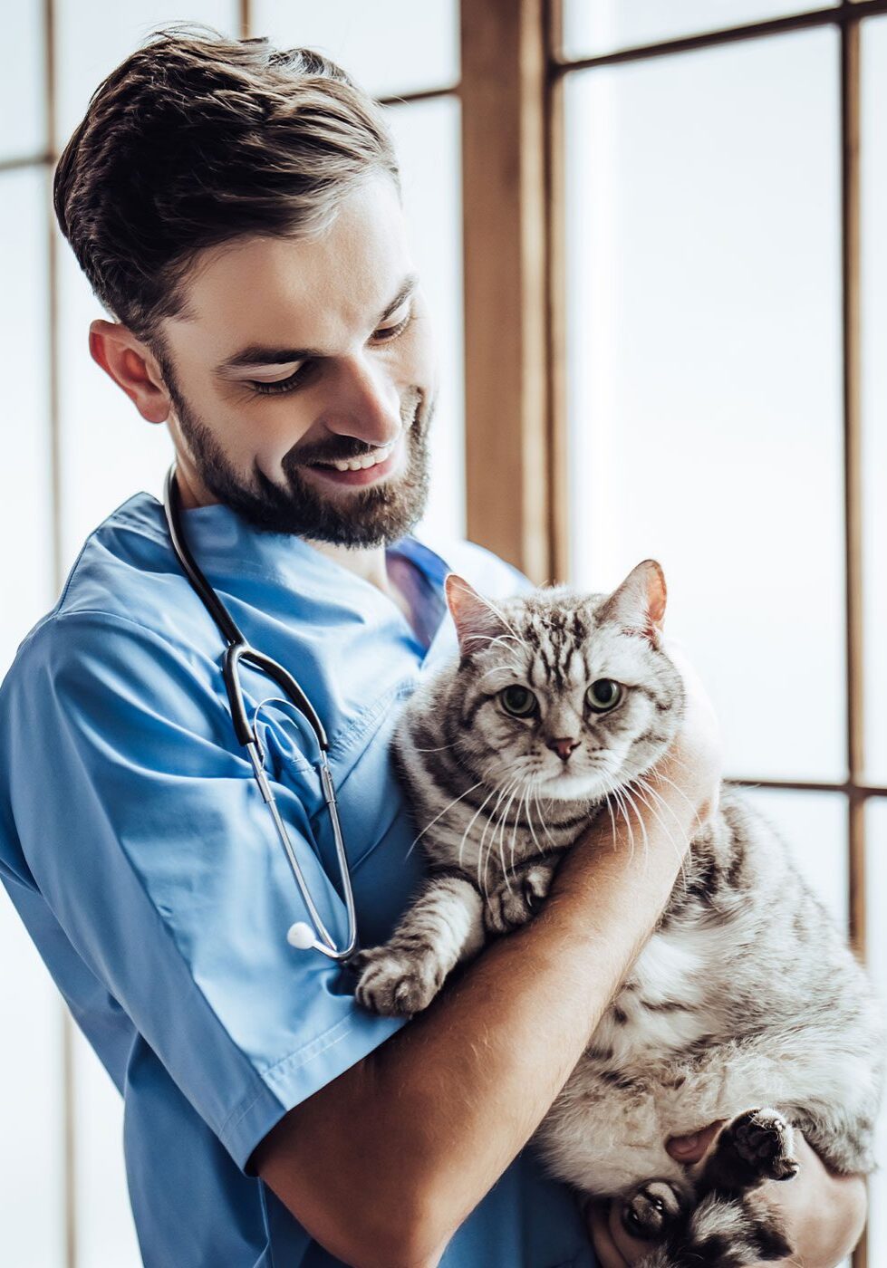 male veterinarian smiling while holding grey striped tabby cat