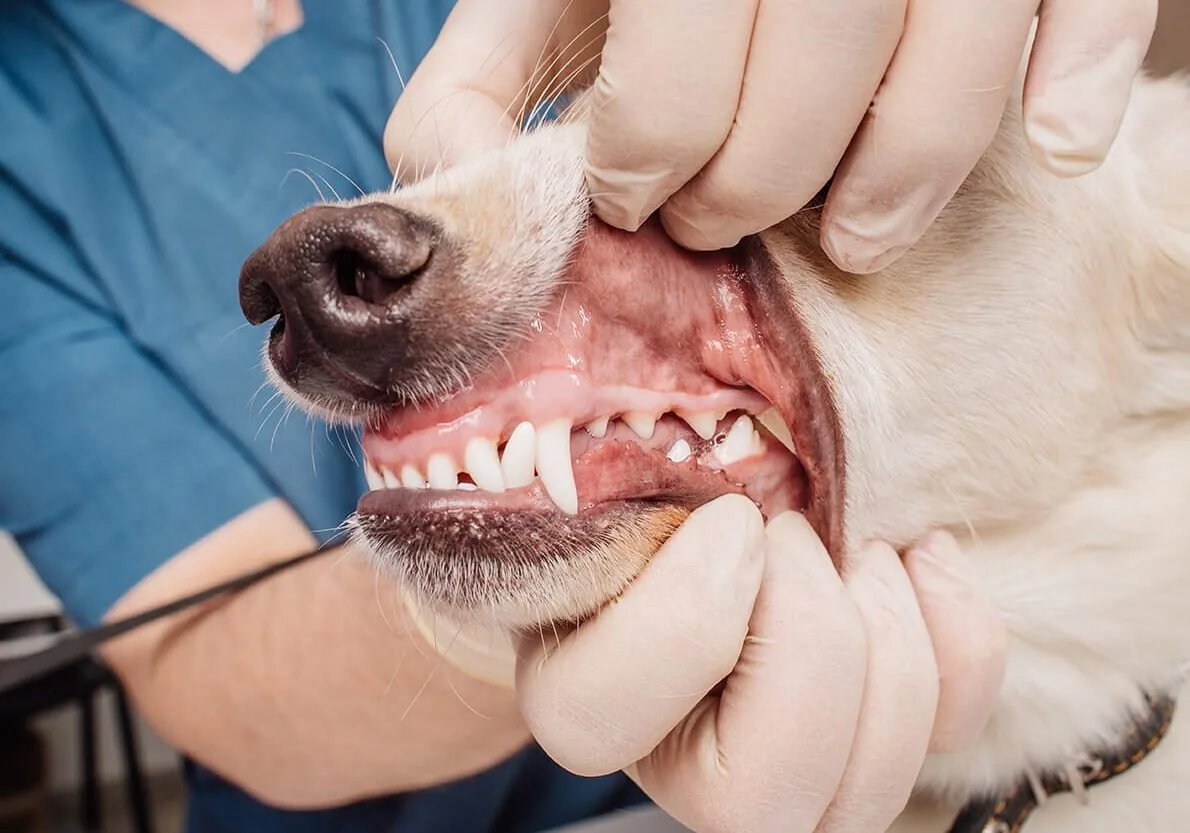 Pet Dental Care