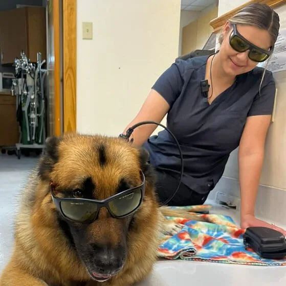 Pet Laser Therapy Schertz Tx