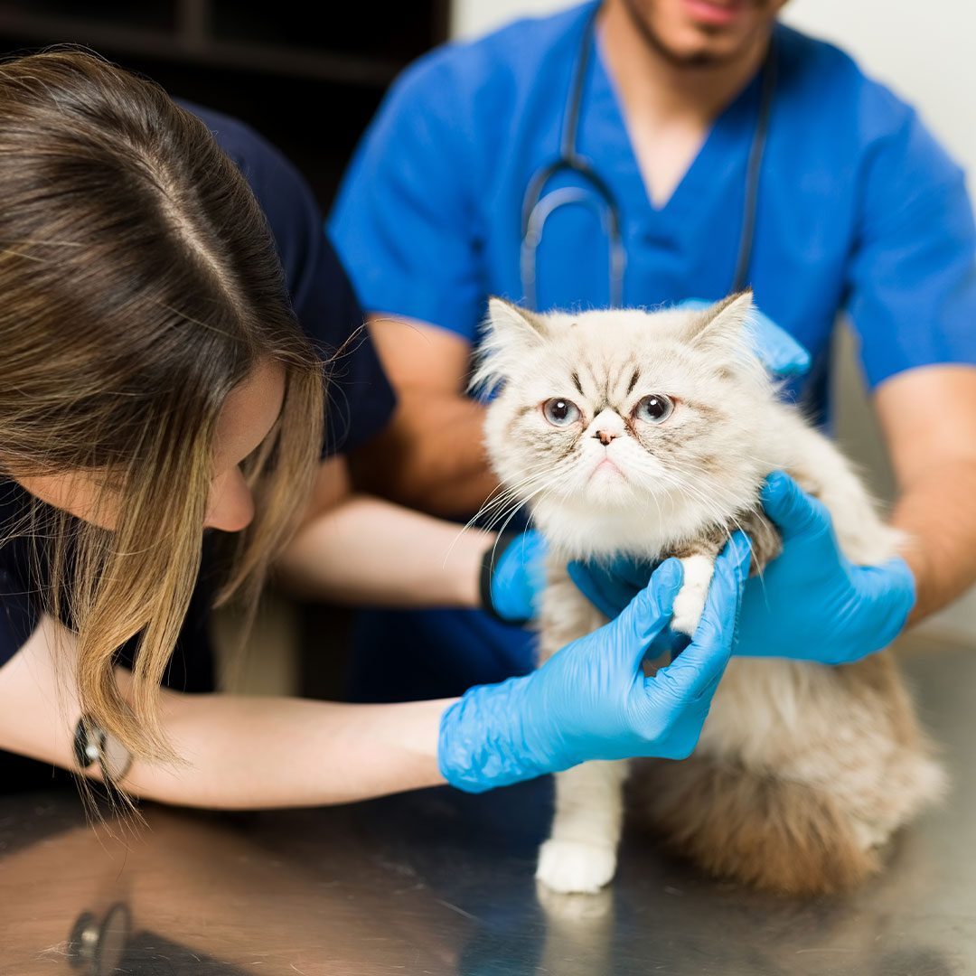 male and female veterinarian working together to examine fluffy striped cat