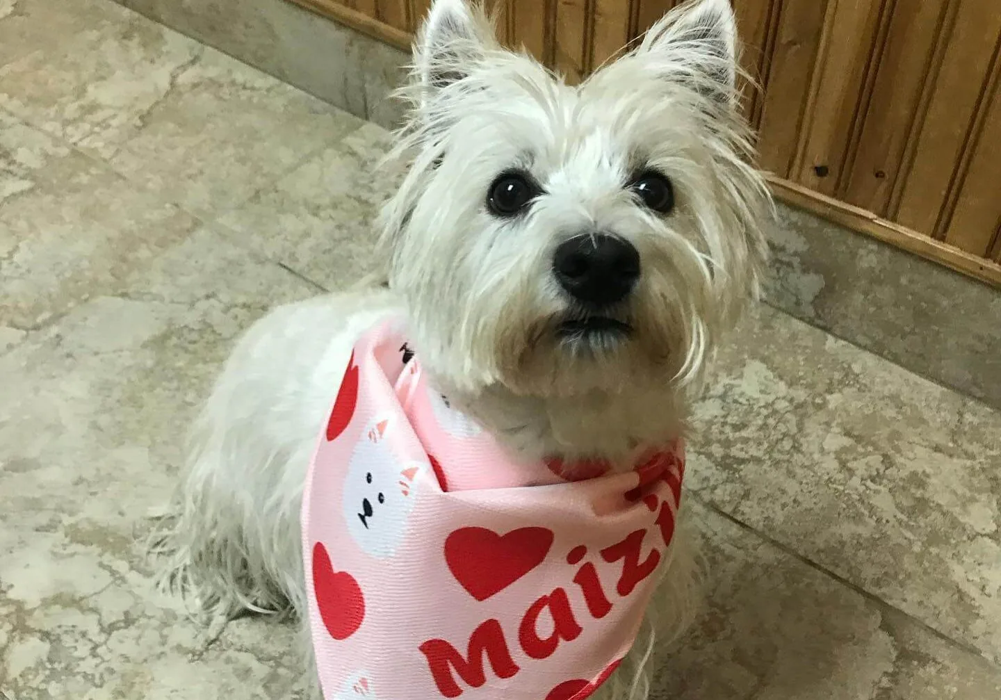 White Fluffy Dog In Bandana