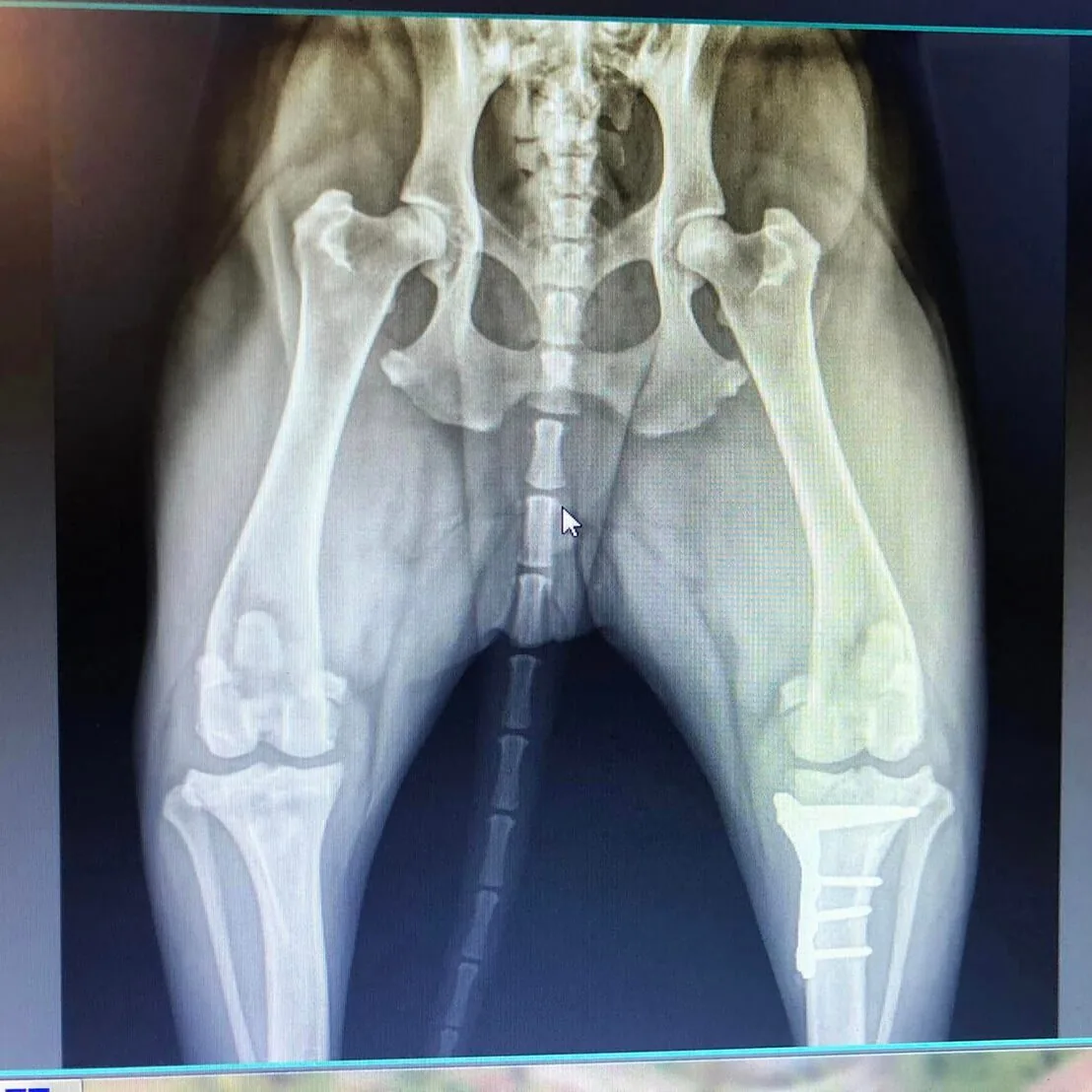 Xray Image Of Dogs Lower Body